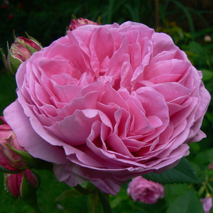 Louise Odier - róża - www.karolinarose.pl